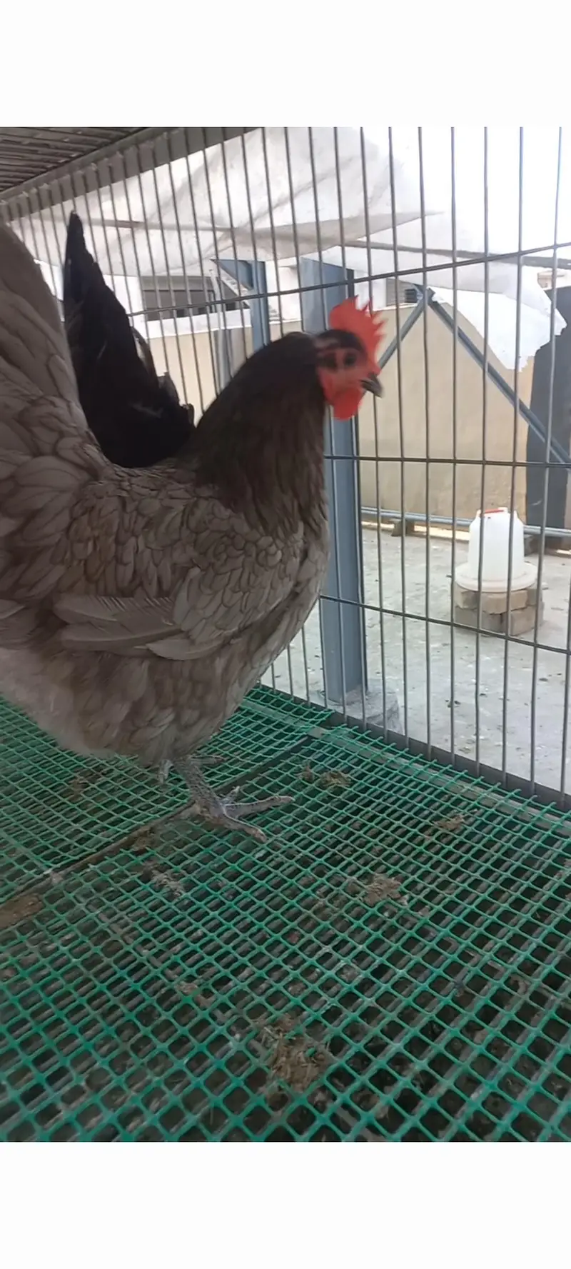 Heritage Australorp — photo 8