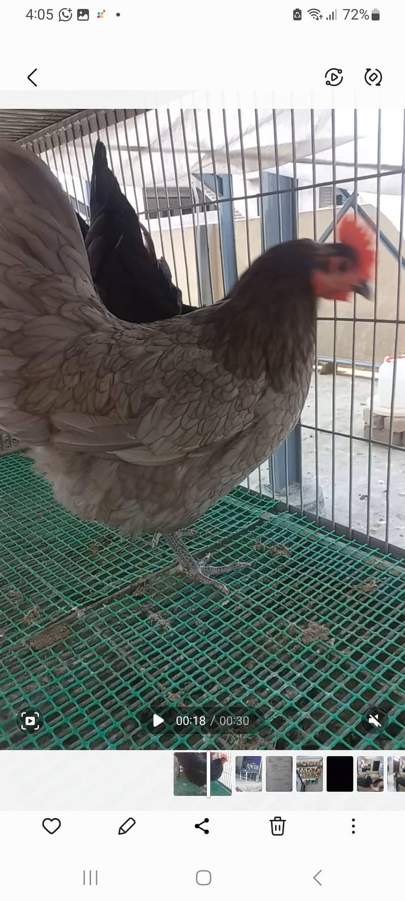 Australorp Haritage 7