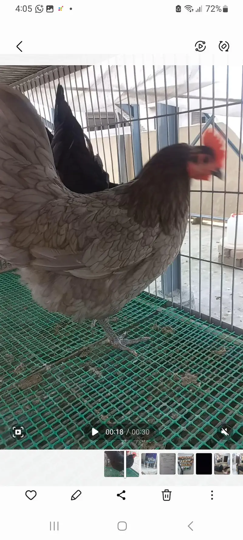 Heritage Australorp — photo 9