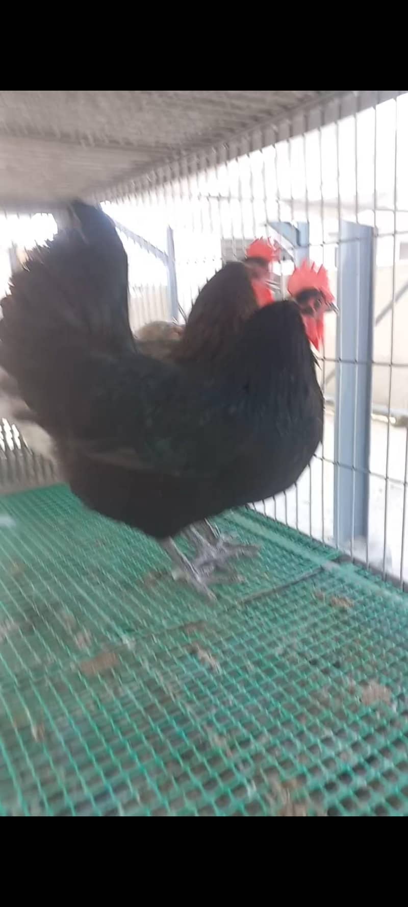 Australorp Haritage 8