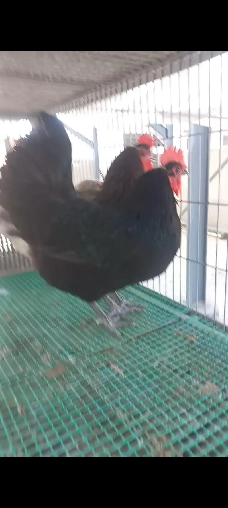 Heritage Australorp — photo 10