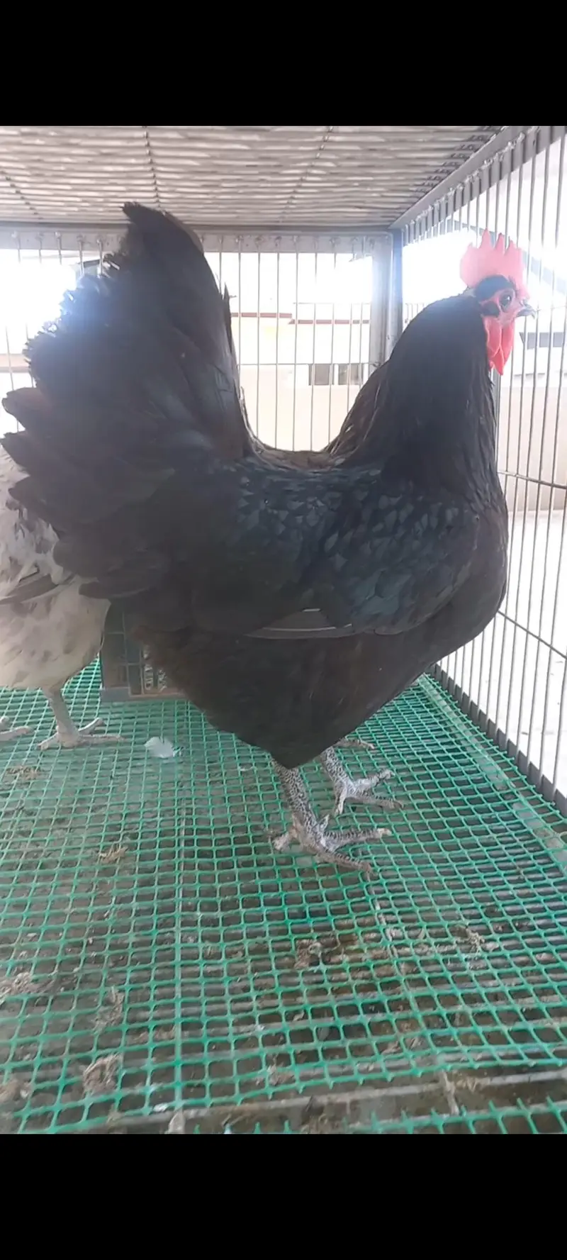 Heritage Australorp — photo 11