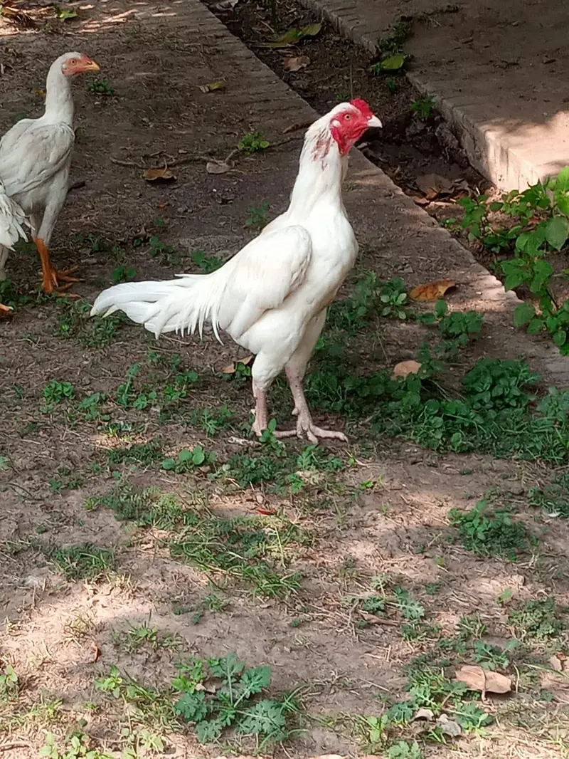 Great chance for heera lovers — photo 2