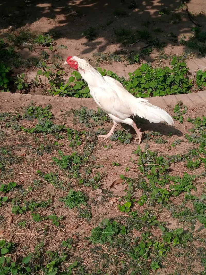 Great chance for heera lovers — photo 4