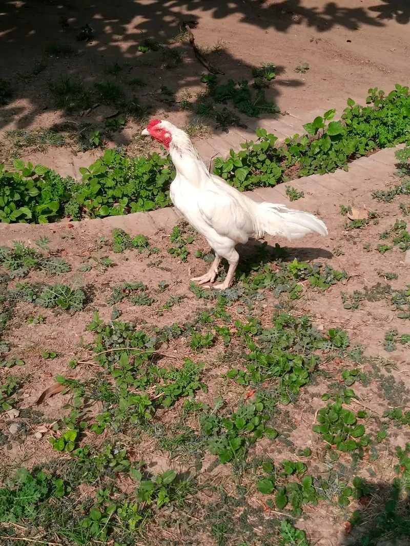 Great chance for heera lovers — photo 5
