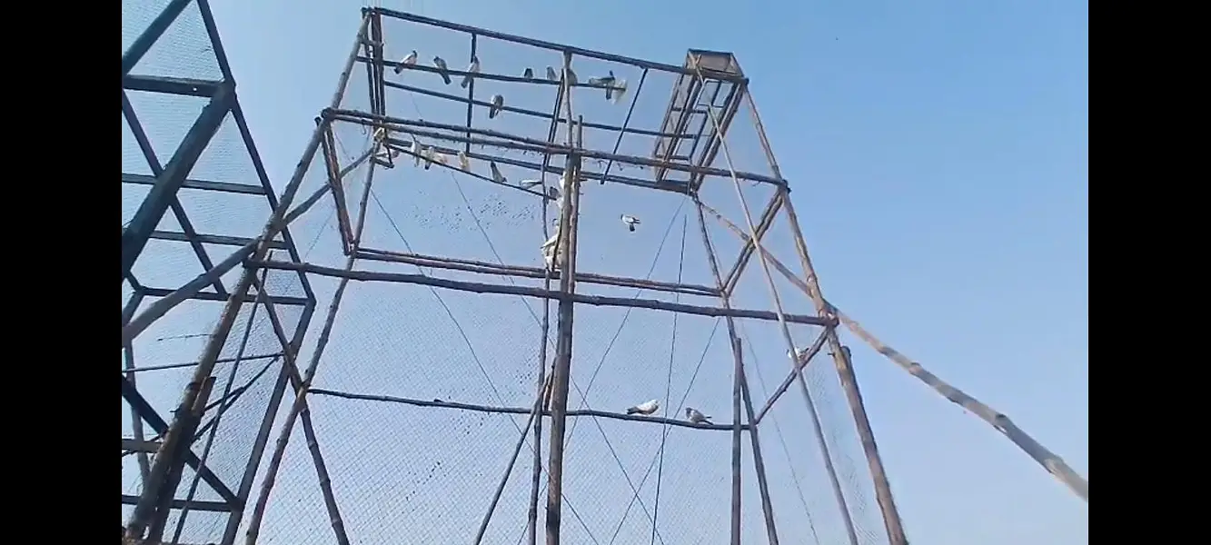 kabutar bance cage for sale — photo 3