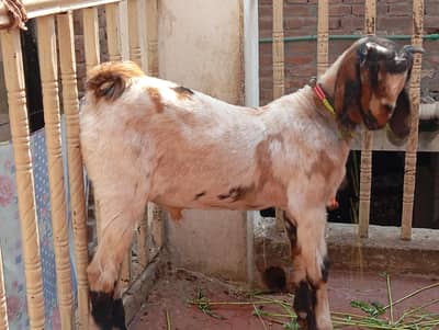 Pure Desi Nacha Bakra Shery Print me