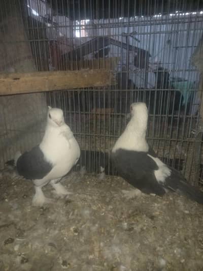 fancy pigein for new shelter