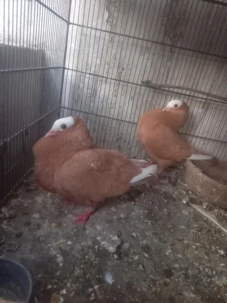 fancy pigein for new shelter — photo 2