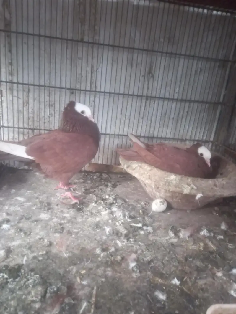 fancy pigein for new shelter — photo 3