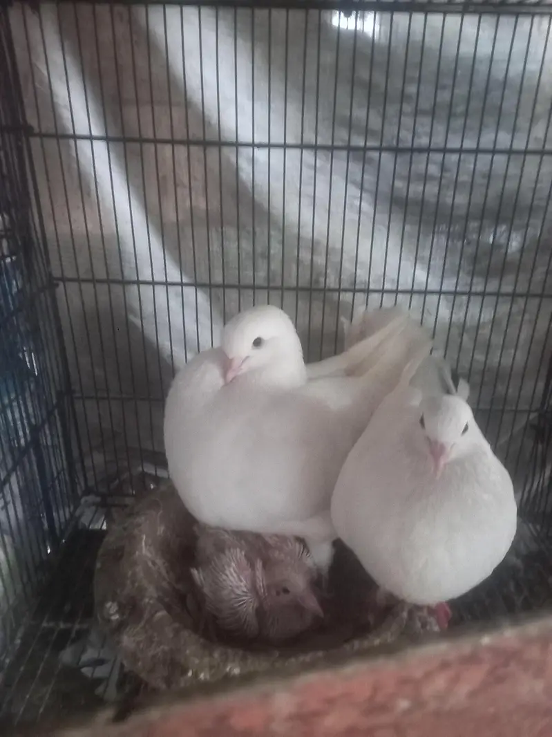 fancy pigein for new shelter — photo 4