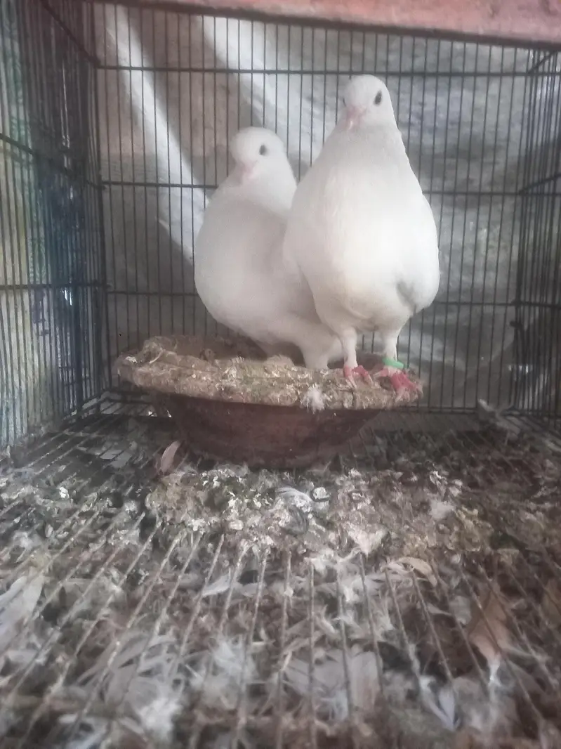 fancy pigein for new shelter — photo 12