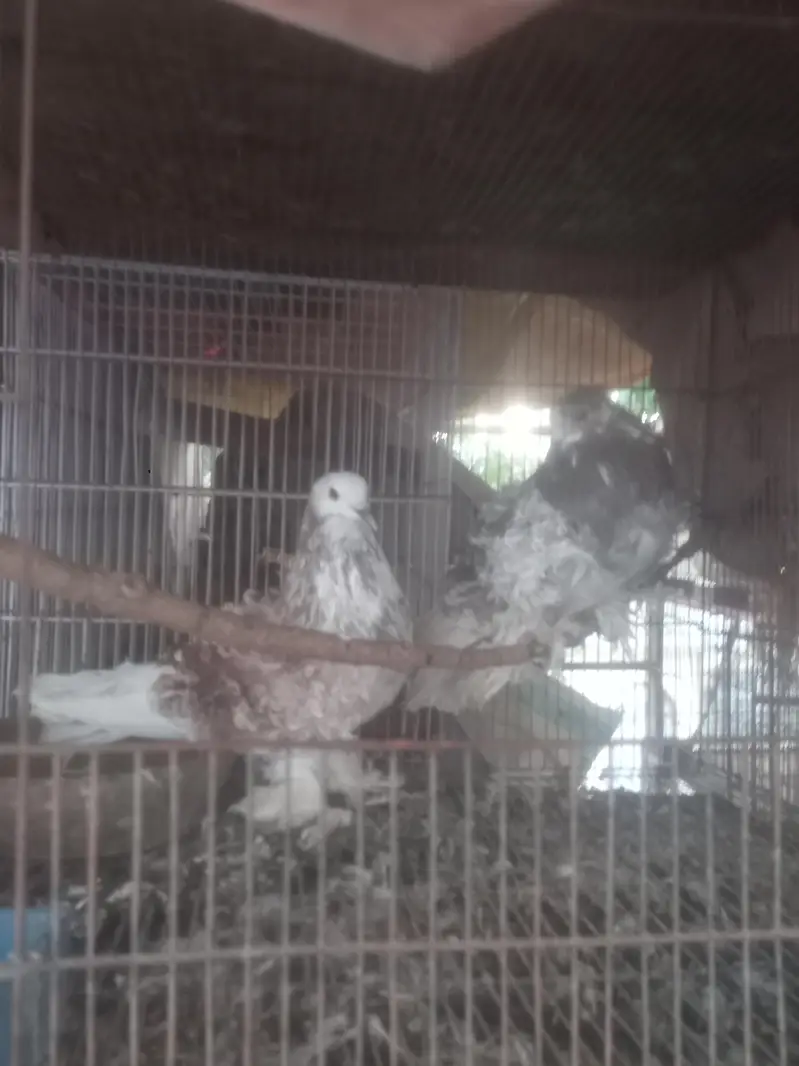 fancy pigein for new shelter — photo 6