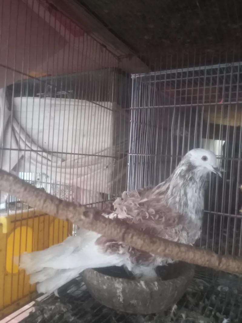 fancy pigein for new shelter — photo 7