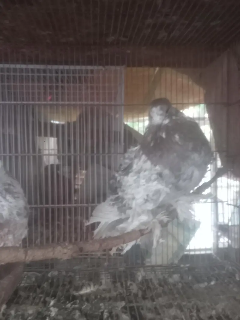 fancy pigein for new shelter — photo 8