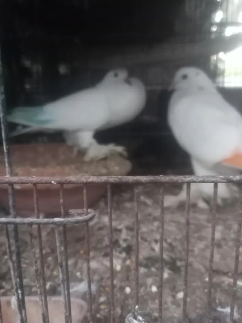 fancy pigein for new shelter — photo 9