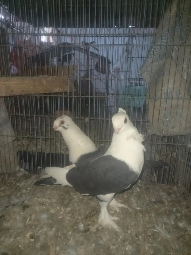 fancy pigein for new shelter — photo 10