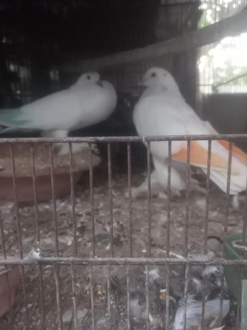fancy pigein for new shelter — photo 11