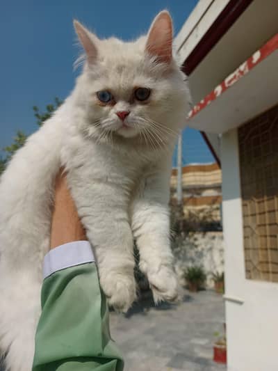 cat for sale