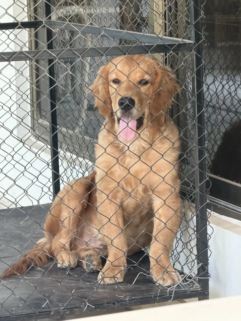 Pedigree Golden Retriever For Sale With MicroChip and pedigree file — photo 4