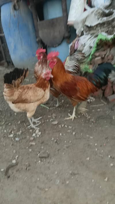 Aseel desi murga murgi patha pathi chicks