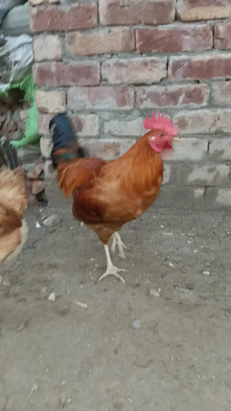 Aseel desi murga murgi patha pathi chicks — photo 2