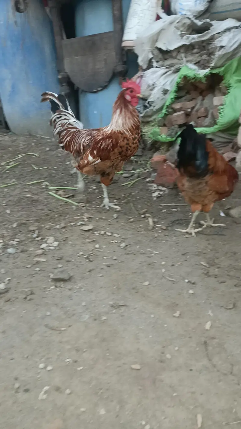 Aseel desi murga murgi patha pathi chicks — photo 3