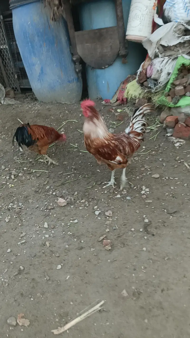 Aseel desi murga murgi patha pathi chicks — photo 4