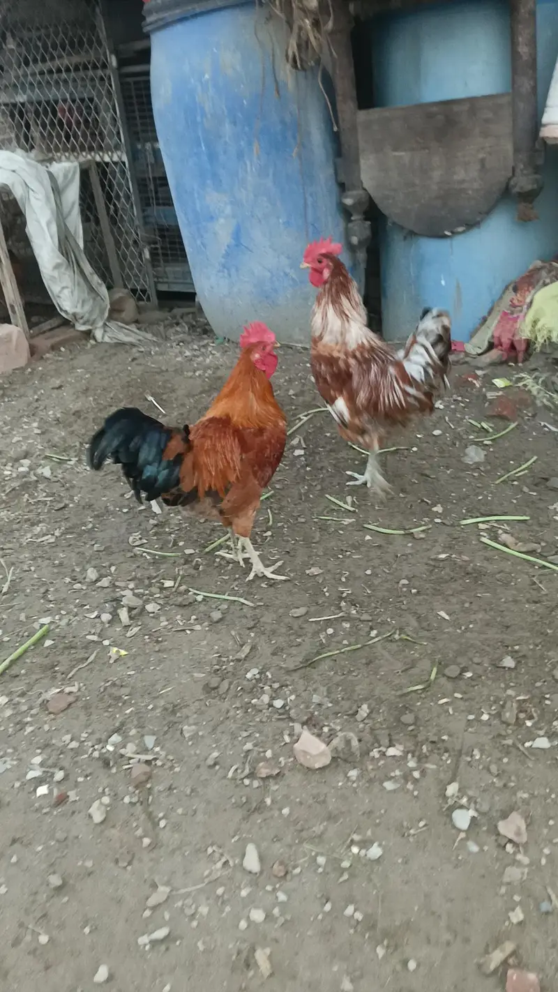 Aseel desi murga murgi patha pathi chicks — photo 5