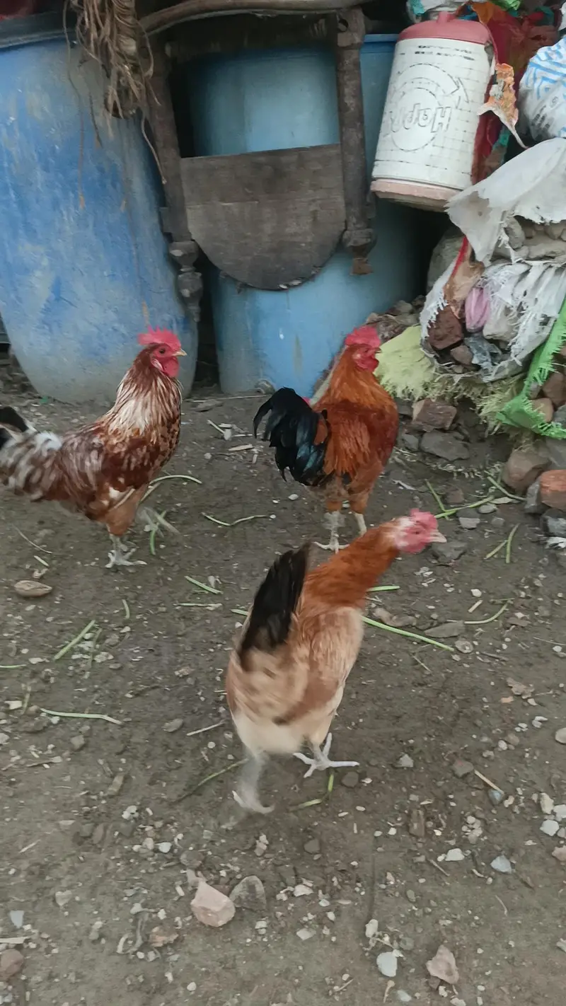 Aseel desi murga murgi patha pathi chicks — photo 6