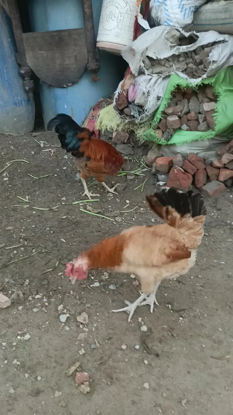 Aseel desi murga murgi patha pathi chicks — photo 7