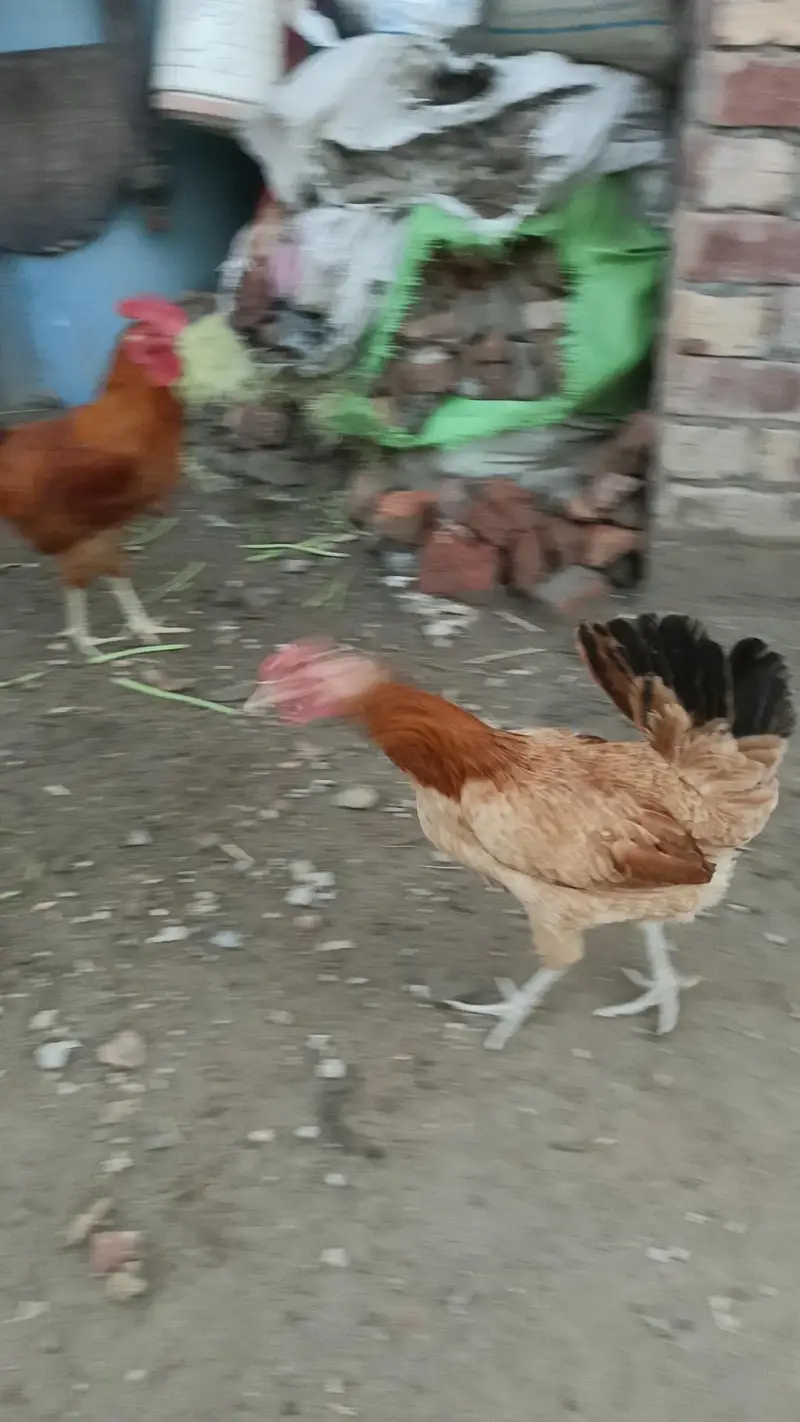Aseel desi murga murgi patha pathi chicks — photo 8
