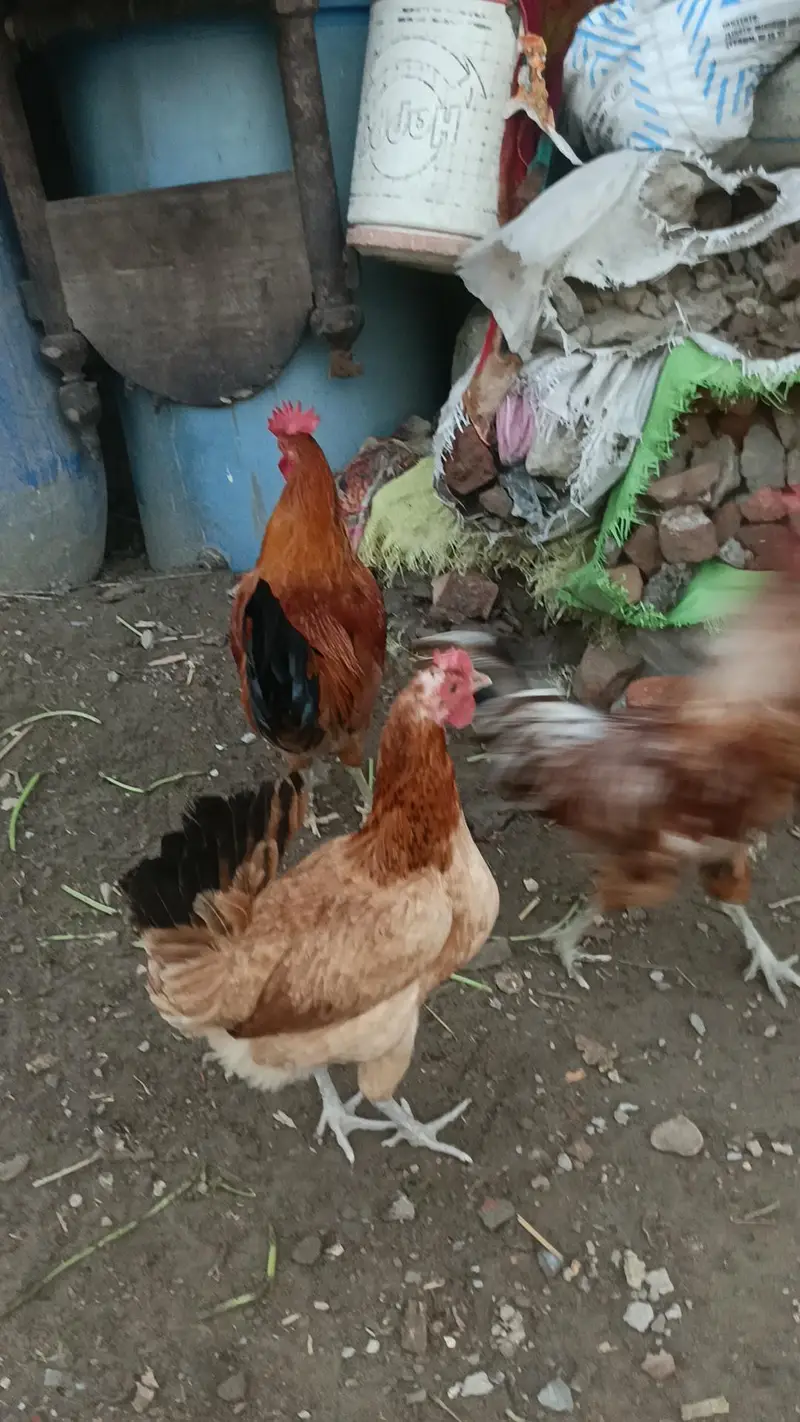 Aseel desi murga murgi patha pathi chicks — photo 9