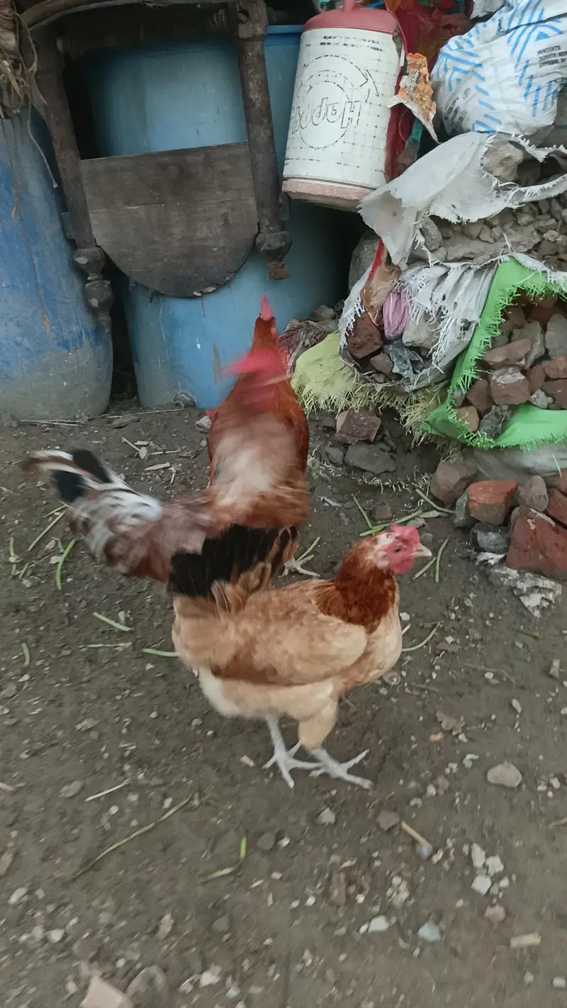 Aseel desi murga murgi patha pathi chicks — photo 10