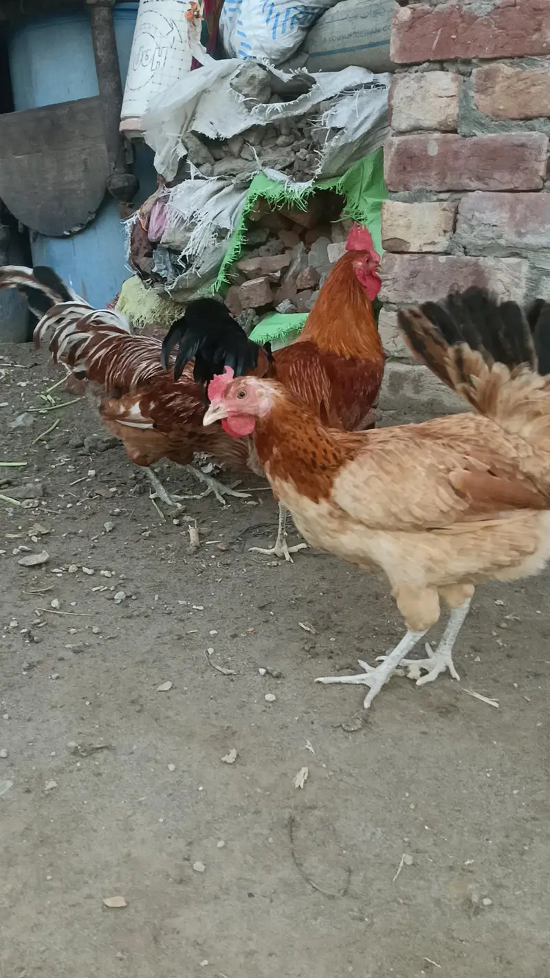 Aseel desi murga murgi patha pathi chicks — photo 11