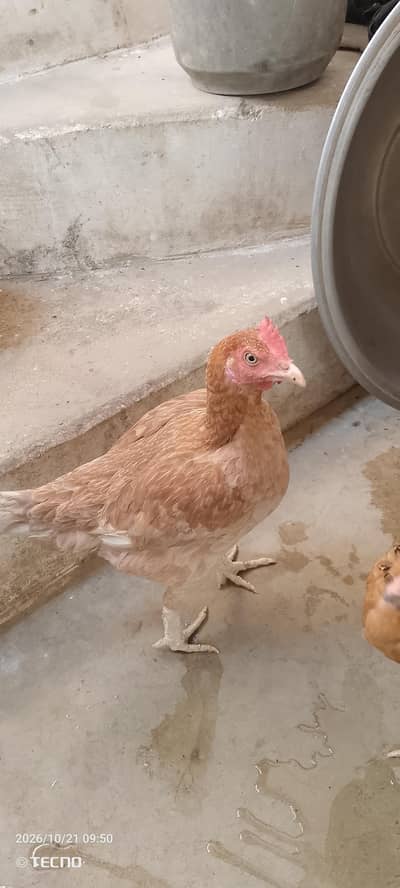 Ghar ki Pali hui Desi Golden Ande wali murgi