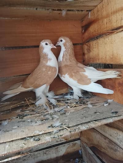 breeder sherazi pair 03334617069