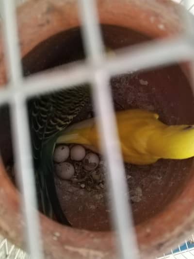Bujdies breedier pair with cage