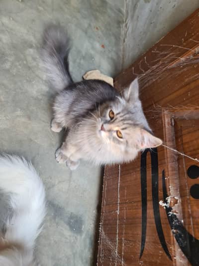 persian cats pair