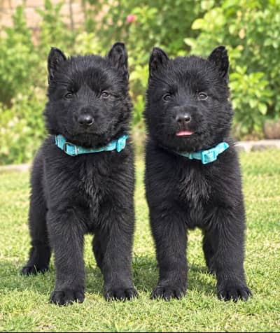 German Shepherd Pupps | Long Coat German Shepherd Puppy | GSD