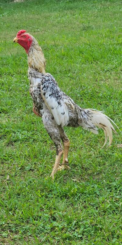 Pure Shamo breed