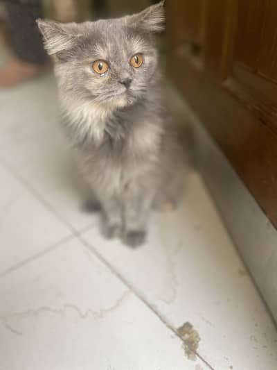 Persian cat for sale