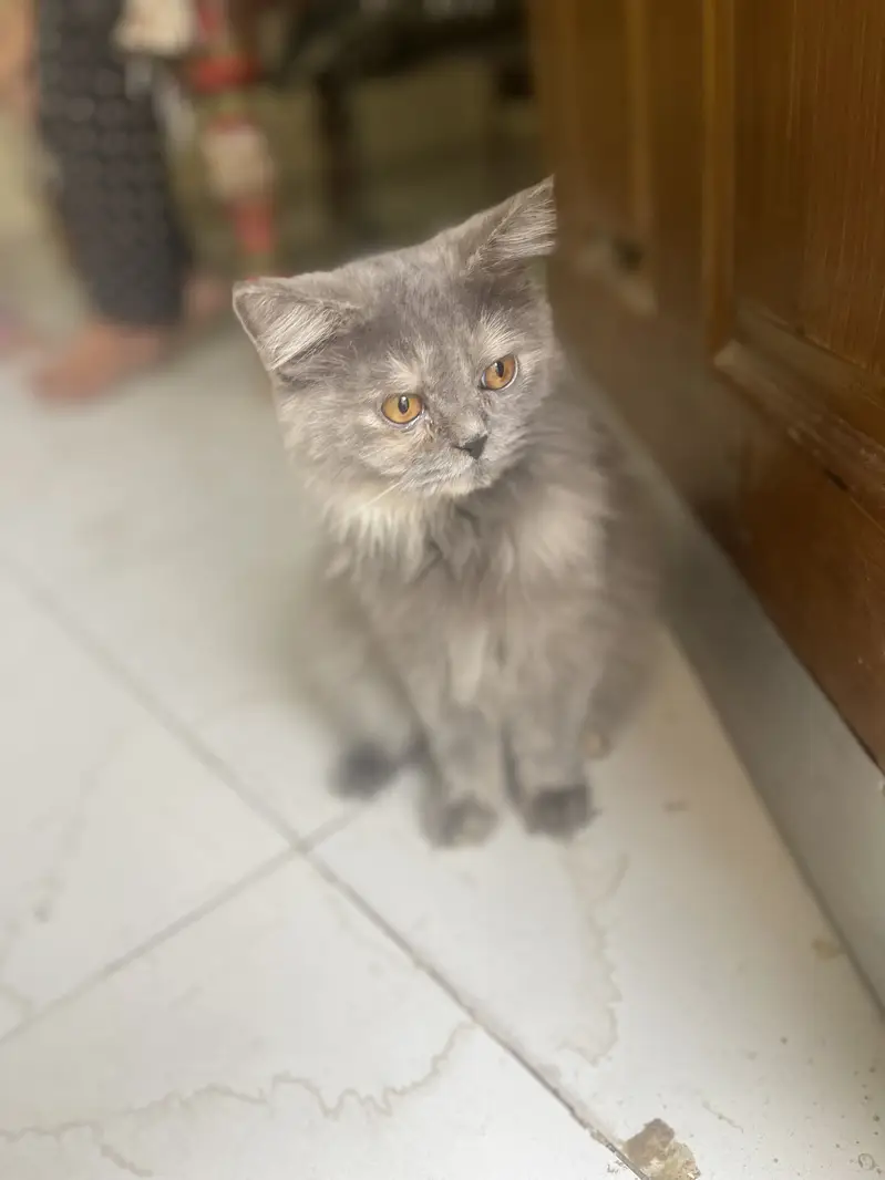 Persian cat for sale — photo 2