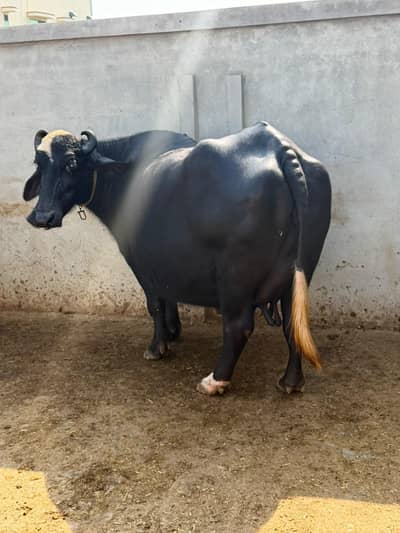 Buffalo Top Quality 10 se 15 din leti hai