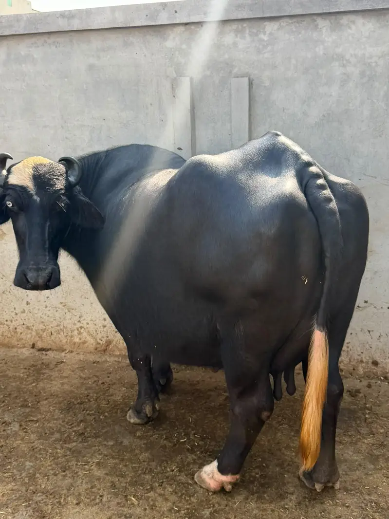 Buffalo Top Quality 10 se 15 din leti hai — photo 2