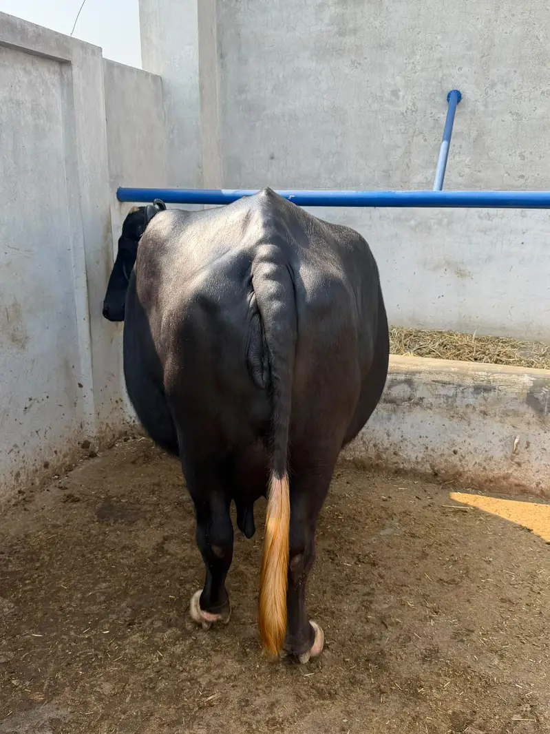 Buffalo Top Quality 10 se 15 din leti hai — photo 3