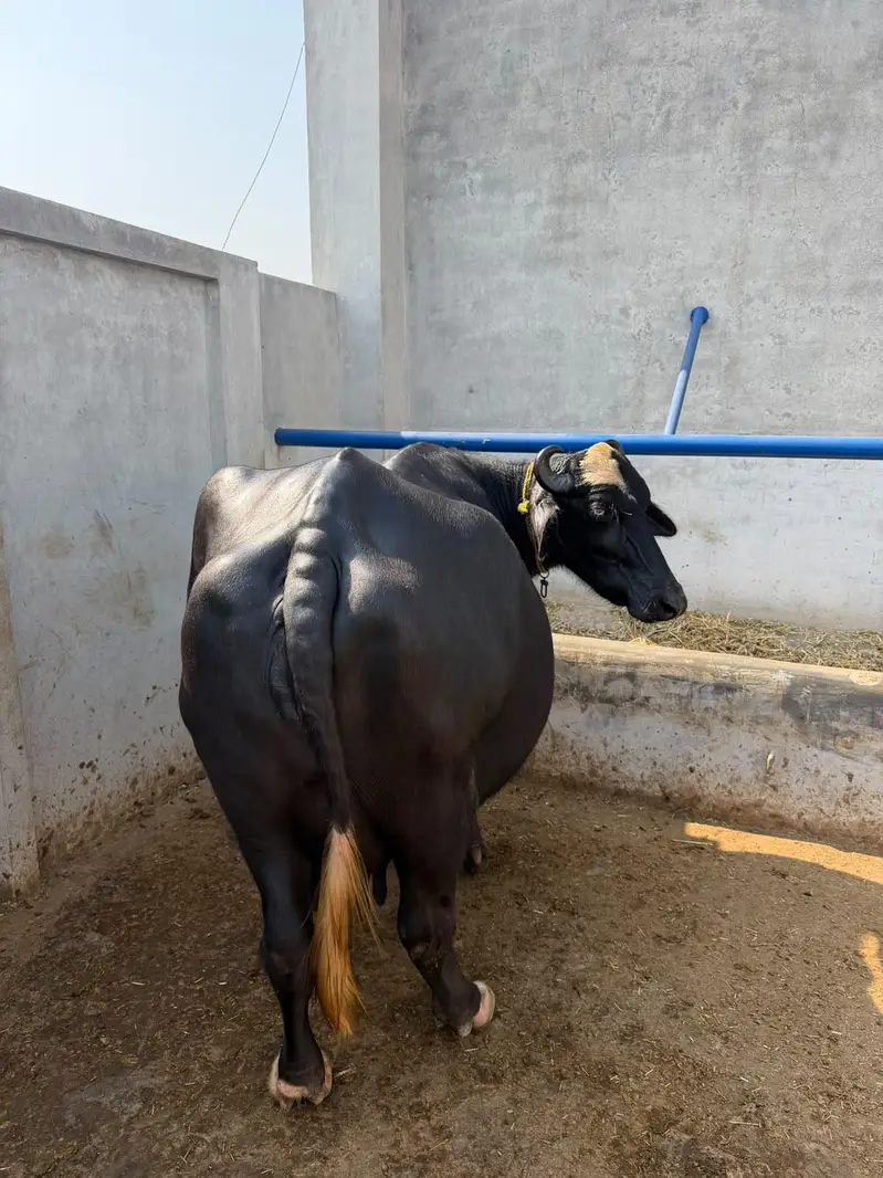 Buffalo Top Quality 10 se 15 din leti hai — photo 4