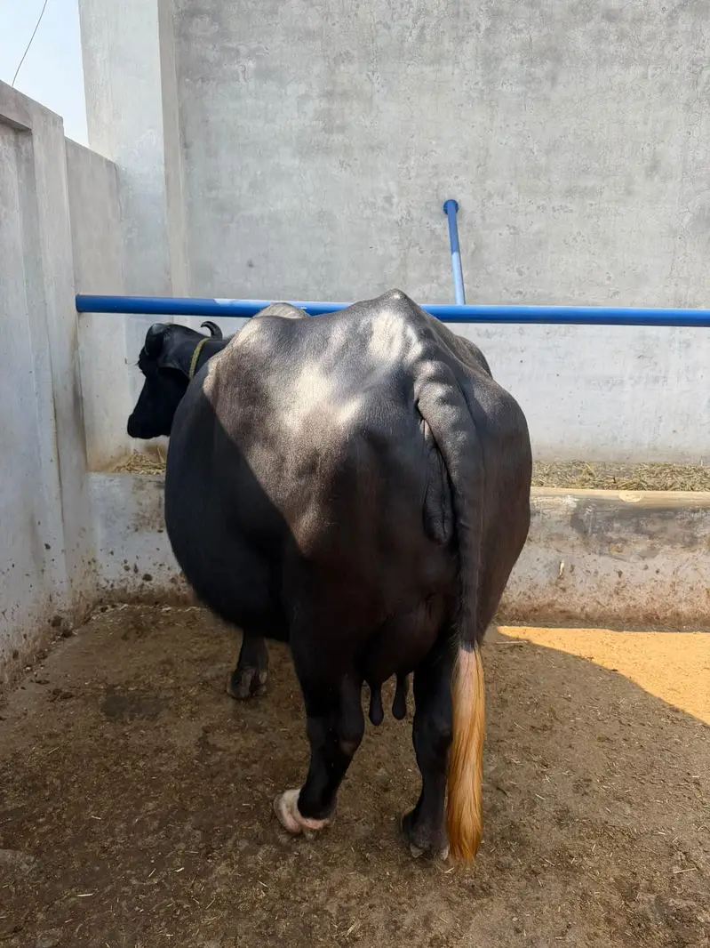 Buffalo Top Quality 10 se 15 din leti hai — photo 5