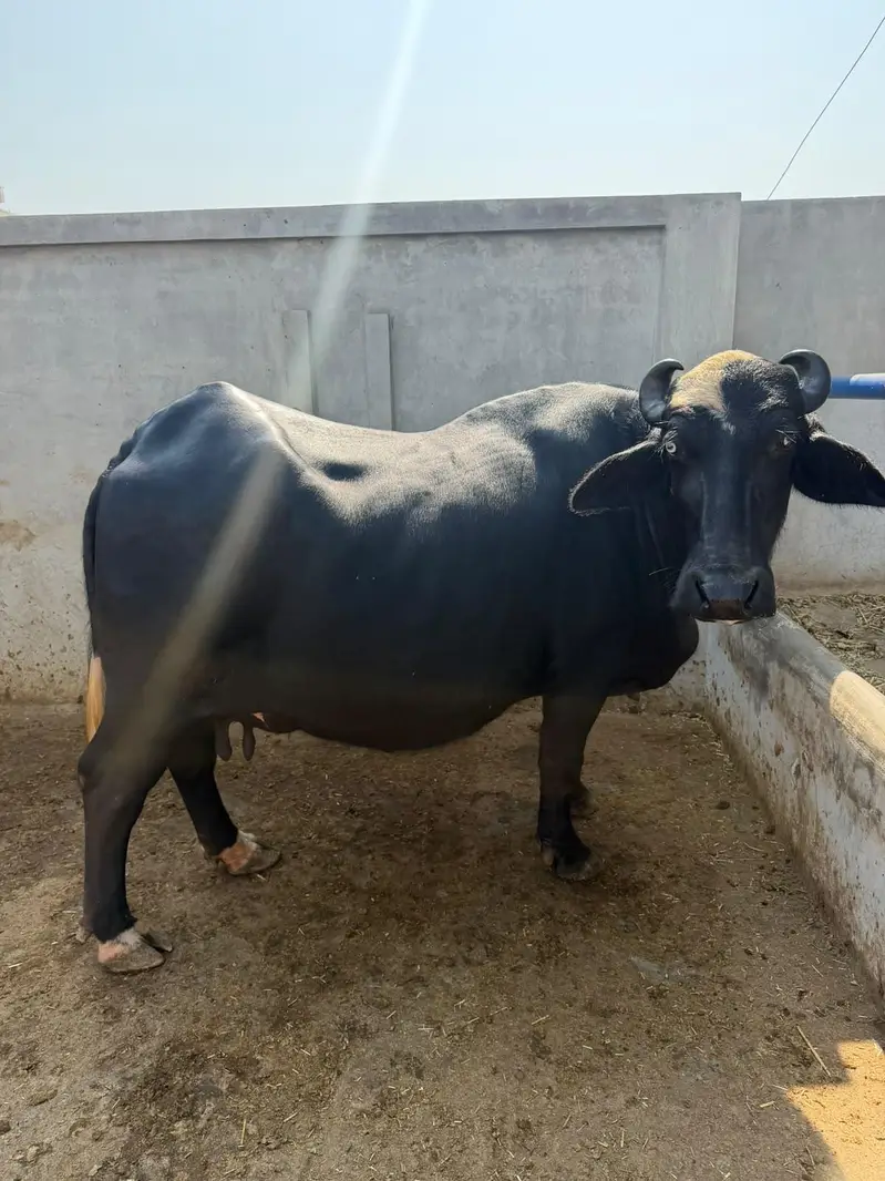 Buffalo Top Quality 10 se 15 din leti hai — photo 6