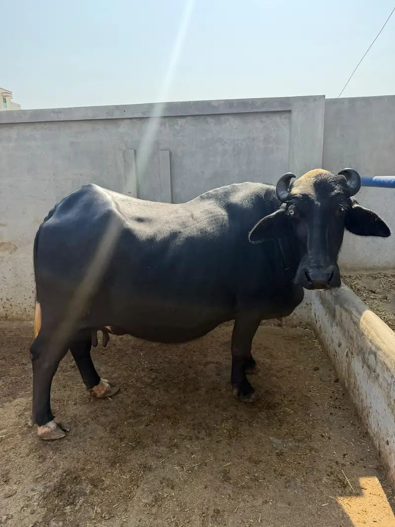 Buffalo Top Quality 10 se 15 din leti hai — photo 7